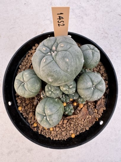 Lophophora Williamsii 5-6 cm 12 years old seed ownroot flower seedling ロフォフォラ　烏羽玉　仔吹き サボテン