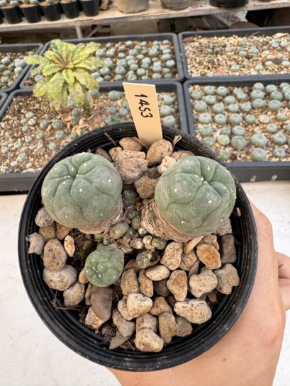 Lophophora Williamsii 5-6 cm 12 years old seed ownroot flower seedling ロフォフォラ　烏羽玉　仔吹き サボテン