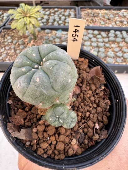 Lophophora Williamsii 5-6 cm 12 years old seed ownroot flower seedling ロフォフォラ　烏羽玉　仔吹き サボテン