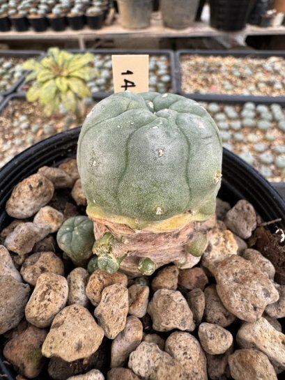 Lophophora Williamsii 5-6 cm 12 years old seed ownroot flower seedling ロフォフォラ　烏羽玉　仔吹き サボテン