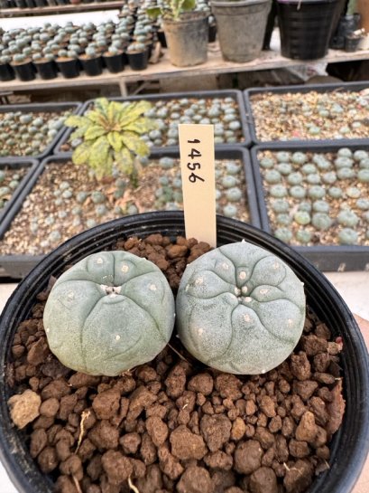 Lophophora Williamsii 5-6 cm 12 years old seed ownroot flower seedling ロフォフォラ　烏羽玉　仔吹き サボテン