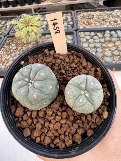 Lophophora Williamsii 5-6 cm 12 years old seed ownroot flower seedling ロフォフォラ　烏羽玉　仔吹き サボテン