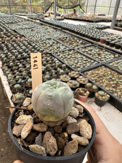 Lophophora Williamsii  5-6 cm 12 years old seed ownroot flower seedling ロフォフォラ　烏羽玉　仔吹き サボテン