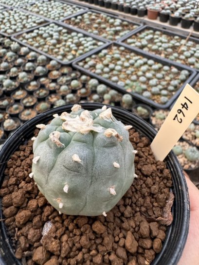 Lophophora Williamsii  5-6 cm 12 years old seed ownroot flower seedling ロフォフォラ　烏羽玉　仔吹き サボテン