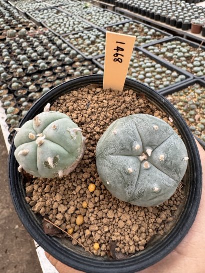 Lophophora Williamsii  5-6 cm 12 years old seed ownroot flower seedling ロフォフォラ　烏羽玉　仔吹き サボテン