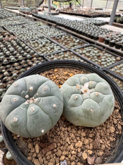 Lophophora Williamsii  5-6 cm 12 years old seed ownroot flower seedling ロフォフォラ　烏羽玉　仔吹き サボテン