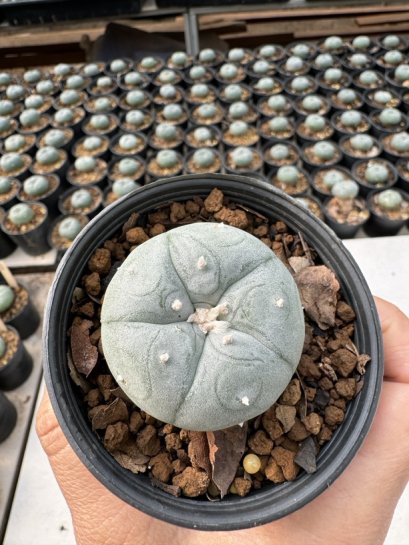 Lophophora Williamsii  5-6 cm 12 years old seed ownroot flower seedling ロフォフォラ　烏羽玉　仔吹き サボテン
