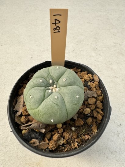 Lophophora Williamsii  5-6 cm 12 years old seed ownroot flower seedling ロフォフォラ　烏羽玉　仔吹き サボテン