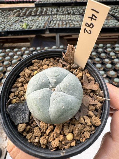 Lophophora Williamsii  5-6 cm 12 years old seed ownroot flower seedling ロフォフォラ　烏羽玉　仔吹き サボテン