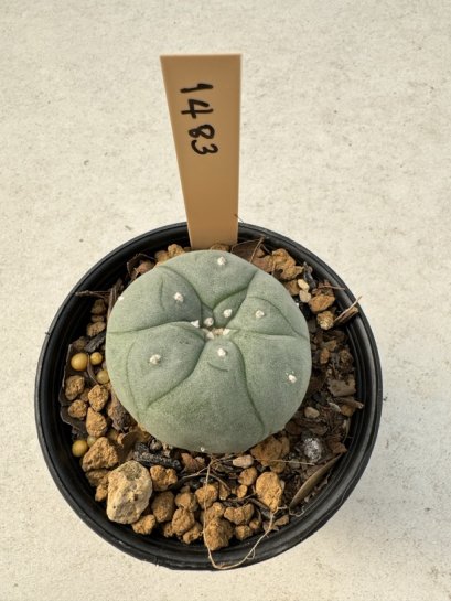 Lophophora Williamsii  5-6 cm 12 years old seed ownroot flower seedling ロフォフォラ　烏羽玉　仔吹き サボテン