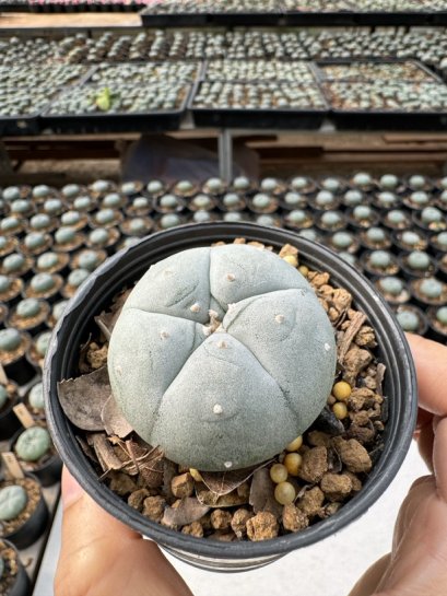 Lophophora Williamsii  5-6 cm 12 years old seed ownroot flower seedling ロフォフォラ　烏羽玉　仔吹き サボテン