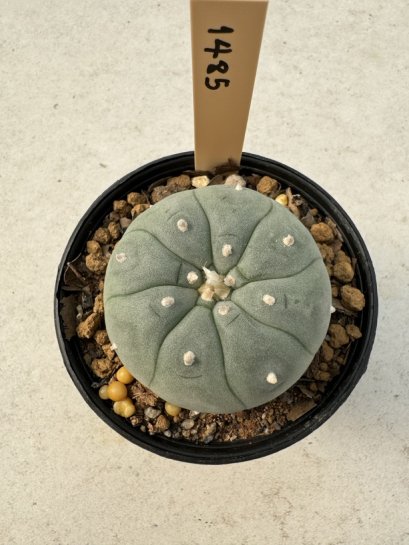 Lophophora Williamsii  5-6 cm 12 years old seed ownroot flower seedling ロフォフォラ　烏羽玉　仔吹き サボテン
