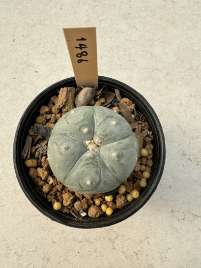 Lophophora Williamsii  5-6 cm 12 years old seed ownroot flower seedling ロフォフォラ　烏羽玉　仔吹き サボテン