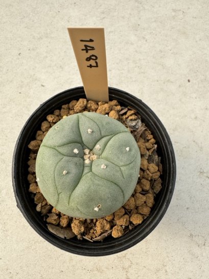 Lophophora Williamsii  5-6 cm 12 years old seed ownroot flower seedling ロフォフォラ　烏羽玉　仔吹き サボテン