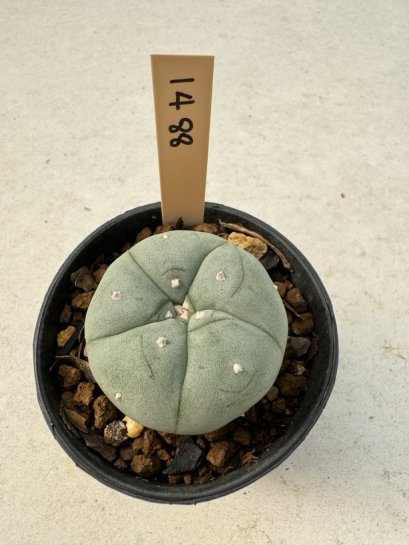 Lophophora Williamsii  5-6 cm 12 years old seed ownroot flower seedling ロフォフォラ　烏羽玉　仔吹き サボテン