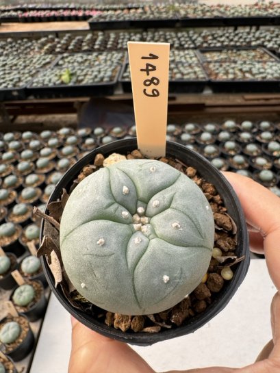 Lophophora Williamsii  5-6 cm 12 years old seed ownroot flower seedling ロフォフォラ　烏羽玉　仔吹き サボテン
