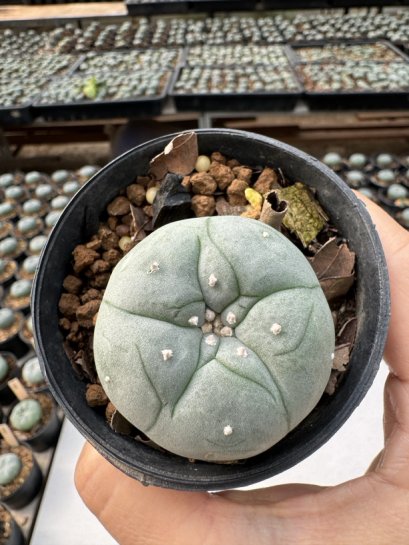 Lophophora Williamsii  5-6 cm 12 years old seed ownroot flower seedling ロフォフォラ　烏羽玉　仔吹き サボテン