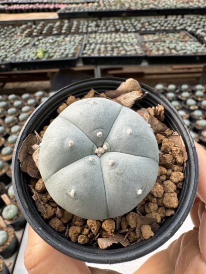Lophophora Williamsii  5-6 cm 12 years old seed ownroot flower seedling ロフォフォラ　烏羽玉　仔吹き サボテン
