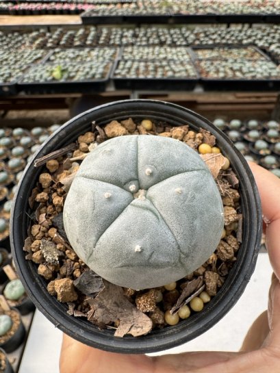 Lophophora Williamsii  5-6 cm 12 years old seed ownroot flower seedling ロフォフォラ　烏羽玉　仔吹き サボテン