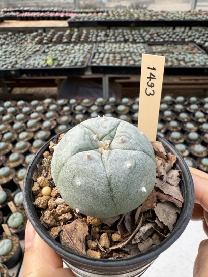 Lophophora Williamsii  5-6 cm 12 years old seed ownroot flower seedling ロフォフォラ　烏羽玉　仔吹き サボテン