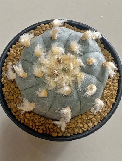 Lophophora Williamsii 8-9 cm 25 years old seed ownroot flower seedling ロフォフォラ　烏羽玉　仔吹き サボテン