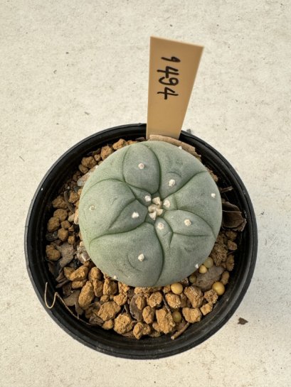 Lophophora Williamsii  5-6 cm 12 years old seed ownroot flower seedling ロフォフォラ　烏羽玉　仔吹き サボテン
