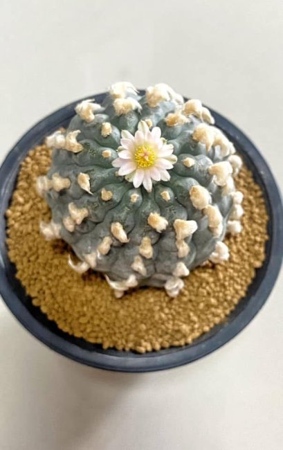 Lophophora Williamsii 8-9 cm 25 years old seed ownroot flower seedling ロフォフォラ　烏羽玉　仔吹き サボテン