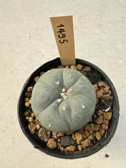 Lophophora Williamsii  5-6 cm 12 years old seed ownroot flower seedling ロフォフォラ　烏羽玉　仔吹き サボテン