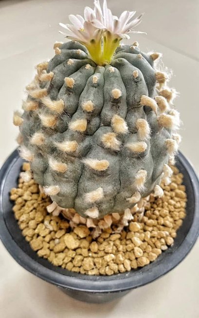 Lophophora Williamsii 8-9 cm 25 years old seed ownroot flower seedling ロフォフォラ　烏羽玉　仔吹き サボテン