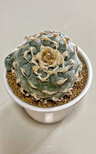 Lophophora Williamsii 8-9 cm 25 years old seed ownroot flower seedling ロフォフォラ　烏羽玉　仔吹き サボテン