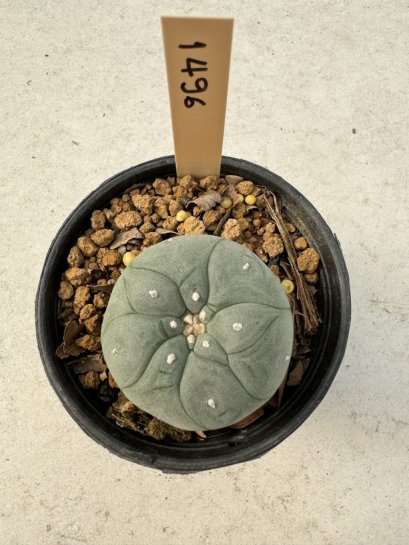 Lophophora Williamsii  5-6 cm 12 years old seed ownroot flower seedling ロフォフォラ　烏羽玉　仔吹き サボテン