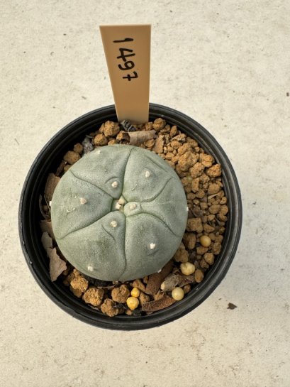 Lophophora Williamsii  5-6 cm 12 years old seed ownroot flower seedling ロフォフォラ　烏羽玉　仔吹き サボテン