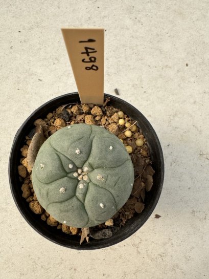 Lophophora Williamsii  5-6 cm 12 years old seed ownroot flower seedling ロフォフォラ　烏羽玉　仔吹き サボテン