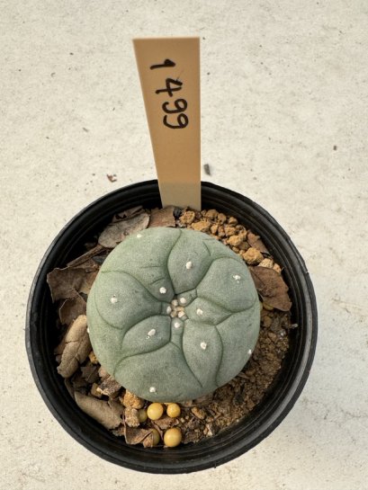 Lophophora Williamsii  5-6 cm 12 years old seed ownroot flower seedling ロフォフォラ　烏羽玉　仔吹き サボテン