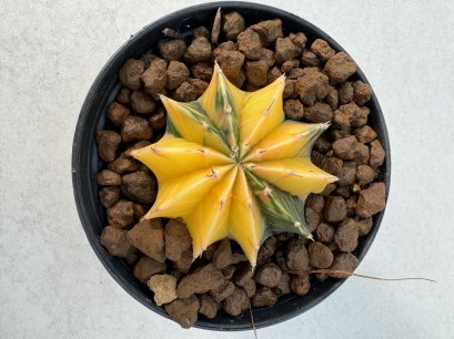 Gymnocalycium mihanovichii variegated Rare Variegated – Own Root – Seed Grown