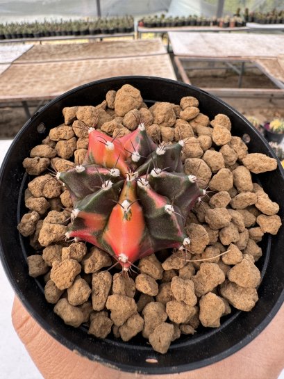 Gymnocalycium mihanovichii variegated Rare Variegated – Own Root – Seed Grown