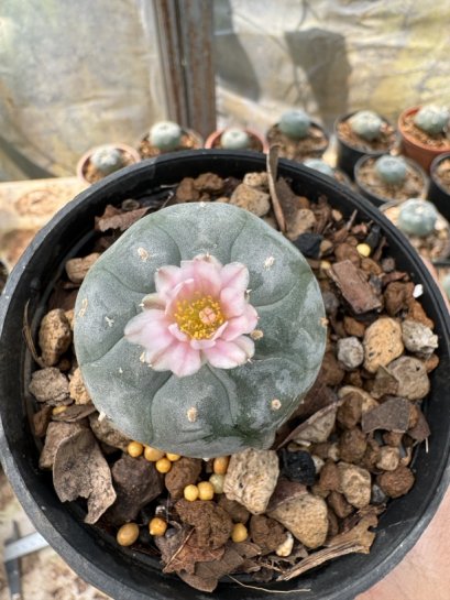 Lophophora Williamsii  5-6 cm 12 years old seed ownroot flower seedling ロフォフォラ 烏羽玉　仔吹き サボテン