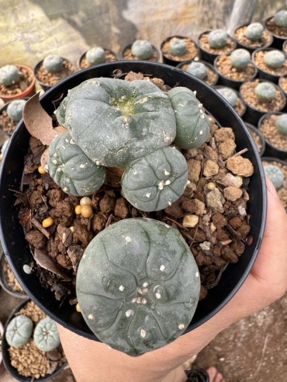 Lophophora Williamsii  5-6 cm 12 years old seed ownroot flower seedling ロフォフォラ 烏羽玉　仔吹き サボテン