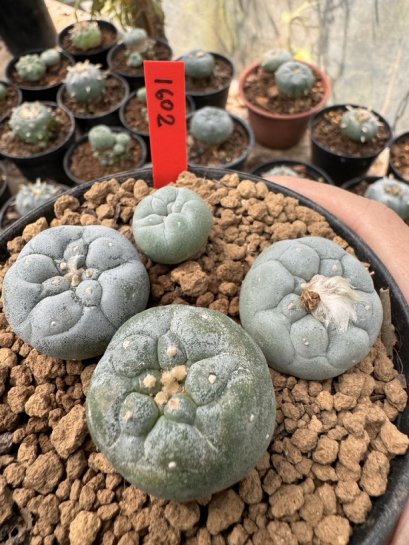 Lophophora Fricii 5-6 cm 12 years old seed ownroot flower seedling ロフォフォラ 烏羽玉　仔吹き サボテン