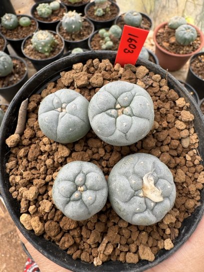 Lophophora Fricii  5-6 cm 12 years old seed ownroot flower seedling ロフォフォラ 烏羽玉　仔吹き サボテン