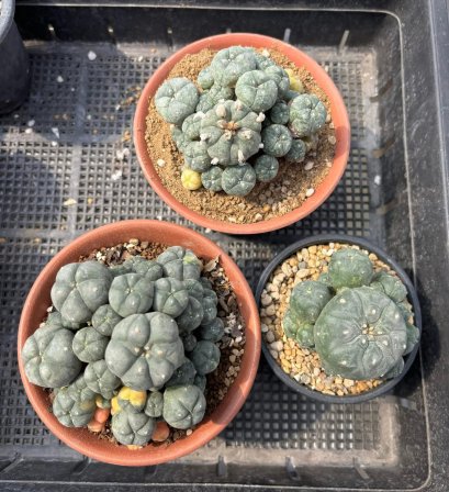 3 plants Lophophora Williamsii  8-9 cm 25 years old seed ownroot flower seedling ロフォフォラ　烏羽玉　仔吹き サボテン