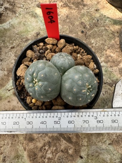 Lophophora Williamsii  5-6 cm 12 years old seed ownroot flower seedling ロフォフォラ 烏羽玉　仔吹き サボテン