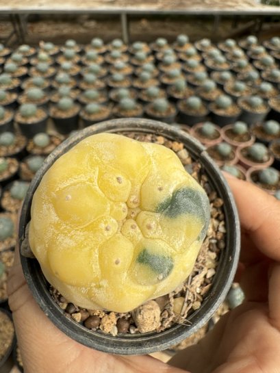 Lophophora Williamsii  Variegata 5-6 cm 12 years old seed ownroot flower seedling ロフォフォラ 烏羽玉　仔吹き サボテン