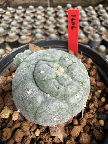 Lophophora Williamsii  5-6 cm 12 years old seed ownroot flower seedling ロフォフォラ 烏羽玉　仔吹き サボテン