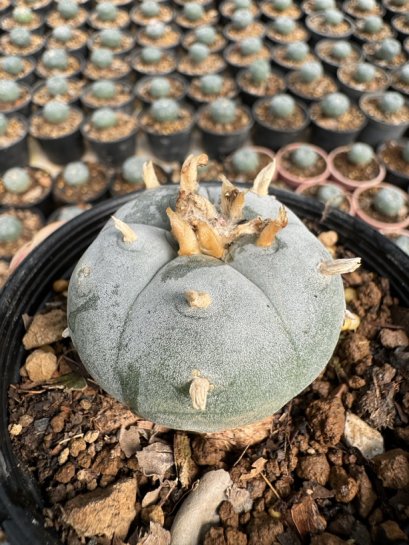 Lophophora Williamsii  5-6 cm 12 years old seed ownroot flower seedling ロフォフォラ 烏羽玉　仔吹き サボテン