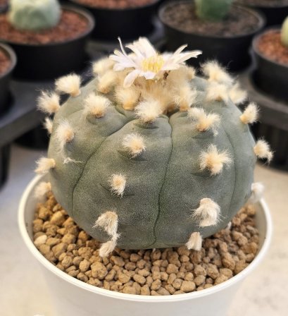 Lophophora Williamsii Texina 8-9 cm 25 years old seed ownroot flower seedling ロフォフォラ　烏羽玉　仔吹き サボテン