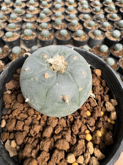 Lophophora Williamsii  5-6 cm 12 years old seed ownroot flower seedling ロフォフォラ 烏羽玉　仔吹き サボテン
