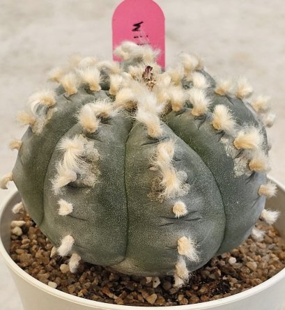 Lophophora Williamsii var. huizache 8-9 cm 25 years old seed ownroot flower seedling ロフォフォラ　烏羽玉　仔吹き サボテン