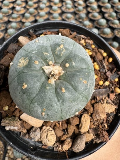 Lophophora Williamsii  5-6 cm 12 years old seed ownroot flower seedling ロフォフォラ 烏羽玉　仔吹き サボテン