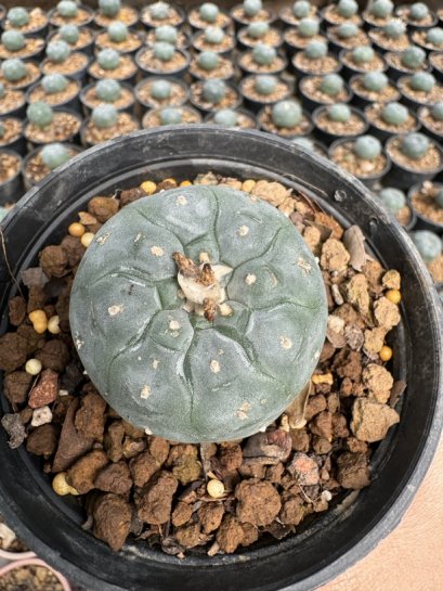 Lophophora Williamsii  5-6 cm 12 years old seed ownroot flower seedling ロフォフォラ 烏羽玉　仔吹き サボテン
